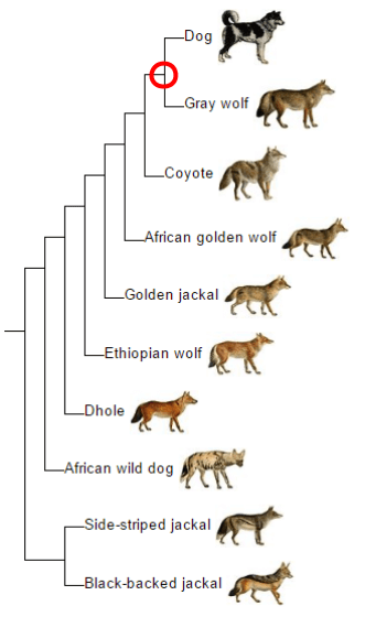 did all dogs evolve from wolves