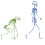 Chimpanzee and human skeletons