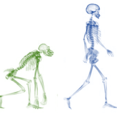 Chimpanzee and human skeletons